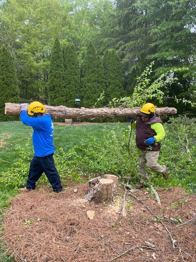 Two people in yellow helmets carrying a long log through a forest clearing