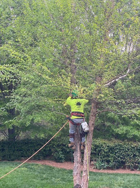 Worker in a neon vest climbing a tree with a rope in a grassy park
