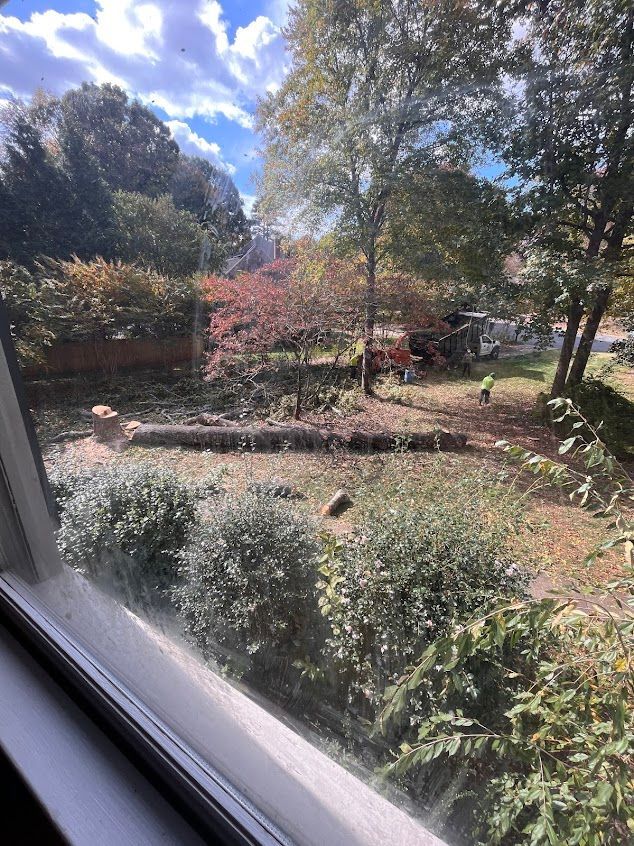 View through a window of a sunny garden with trees, shrubs, and fallen logs under a blue sky.