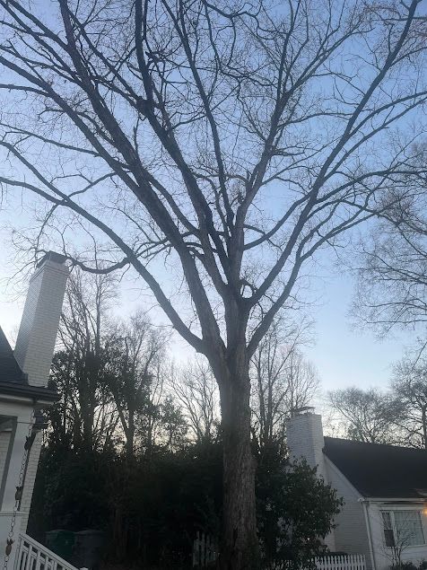 Tall leafless tree in a residential yard with houses and bare branches against a blue sky