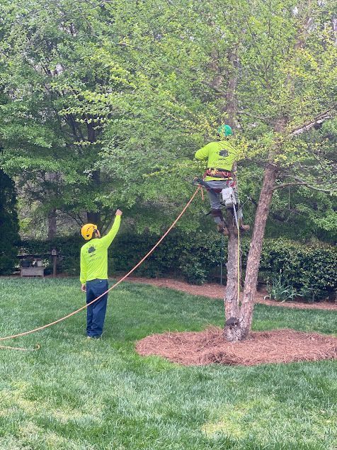 Two workers trimming a tree in a yard, one in a lift and one holding a rope nearby.