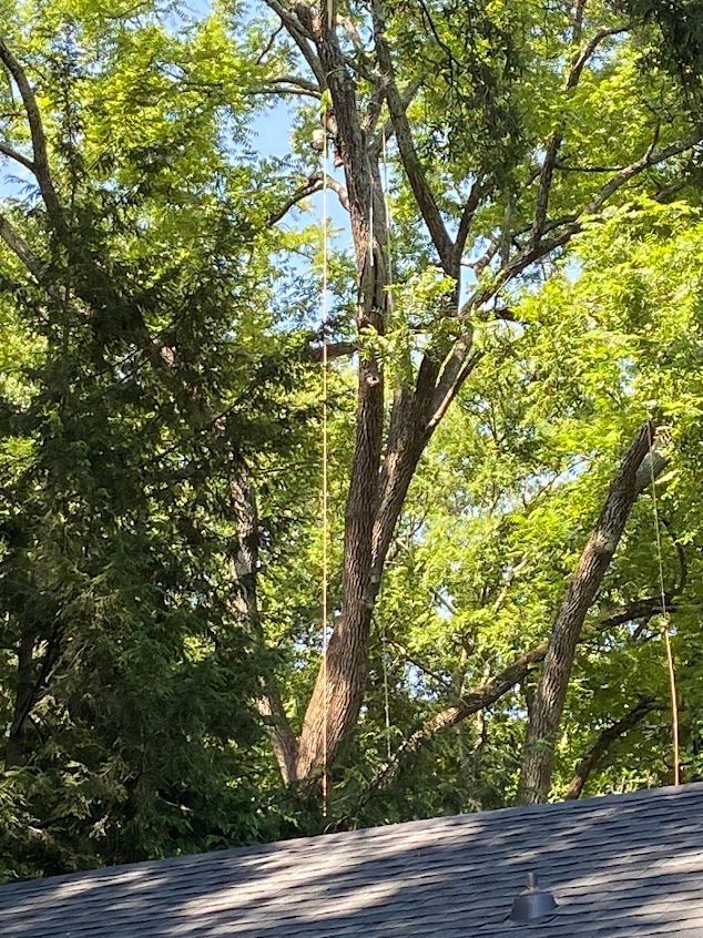 Tall green trees above a gray shingled roof in bright daylight