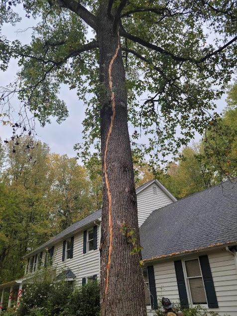 Tall tree trunk beside a house, reaching above the roofline in a wooded yard.