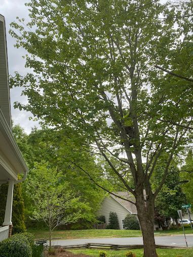 Large leafy tree beside a suburban house and driveway on an overcast day