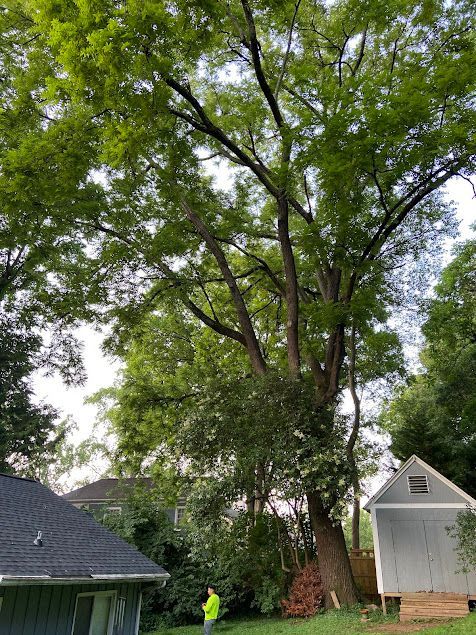 Large tree over yard with a person in a neon jacket near a shed and house roofline