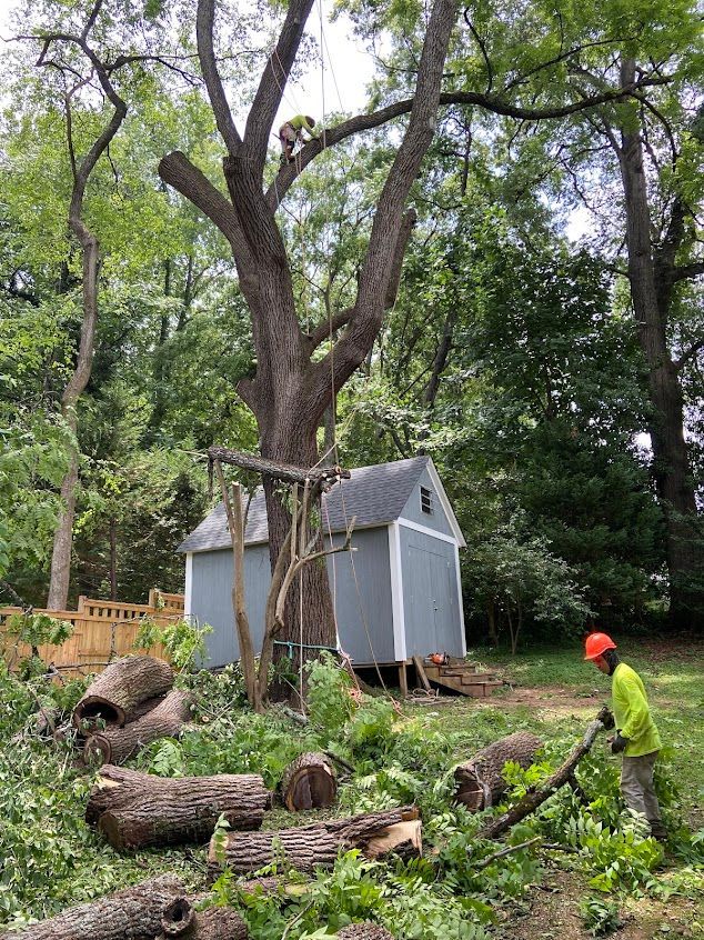 Worker in orange helmet cutting logs beside a large tree and shed in a wooded yard