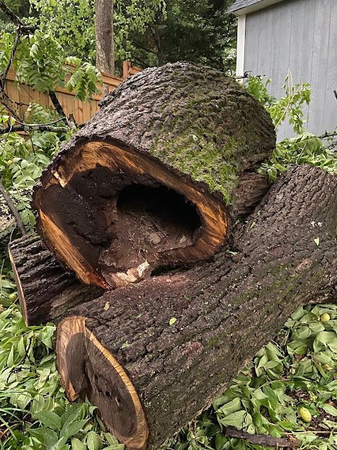 Two freshly cut tree trunks with hollow centers and bark, lying in a leafy yard beside a shed