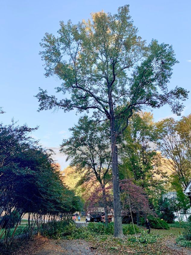 Tall tree in a grassy park with smaller trees and a clear blue sky at sunset