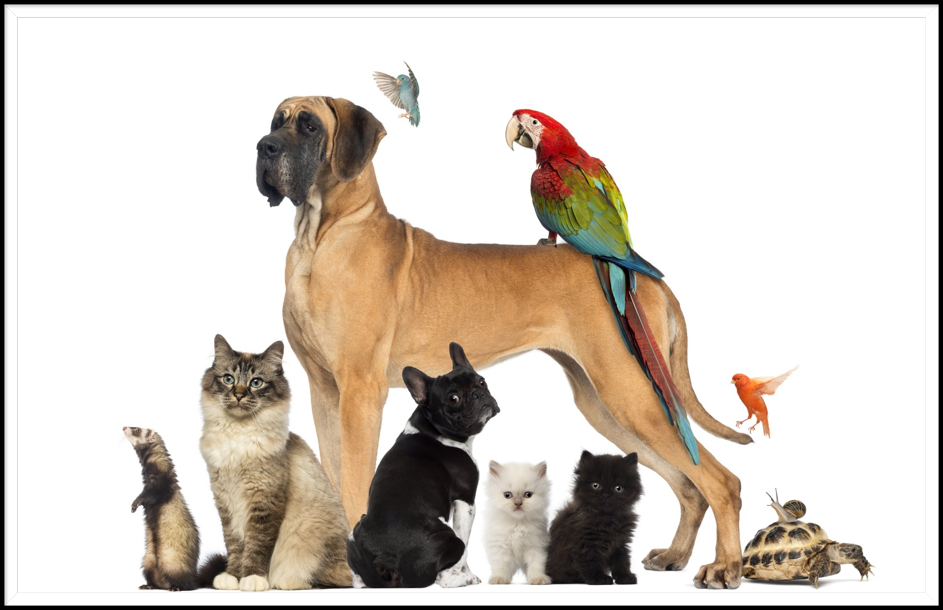 A group of pets including a dog and a parrot