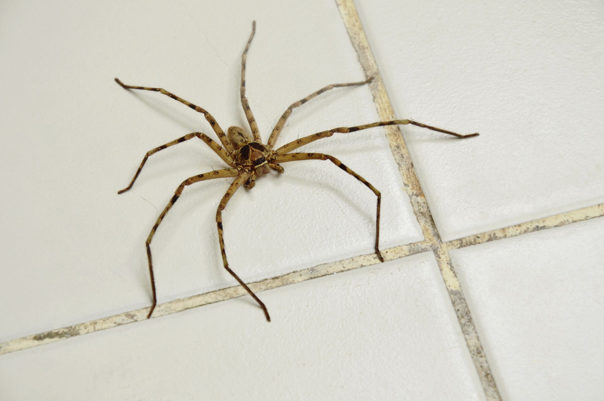 Spiders - Monroe, GA - Baccus Termite & Pest Control, Inc.