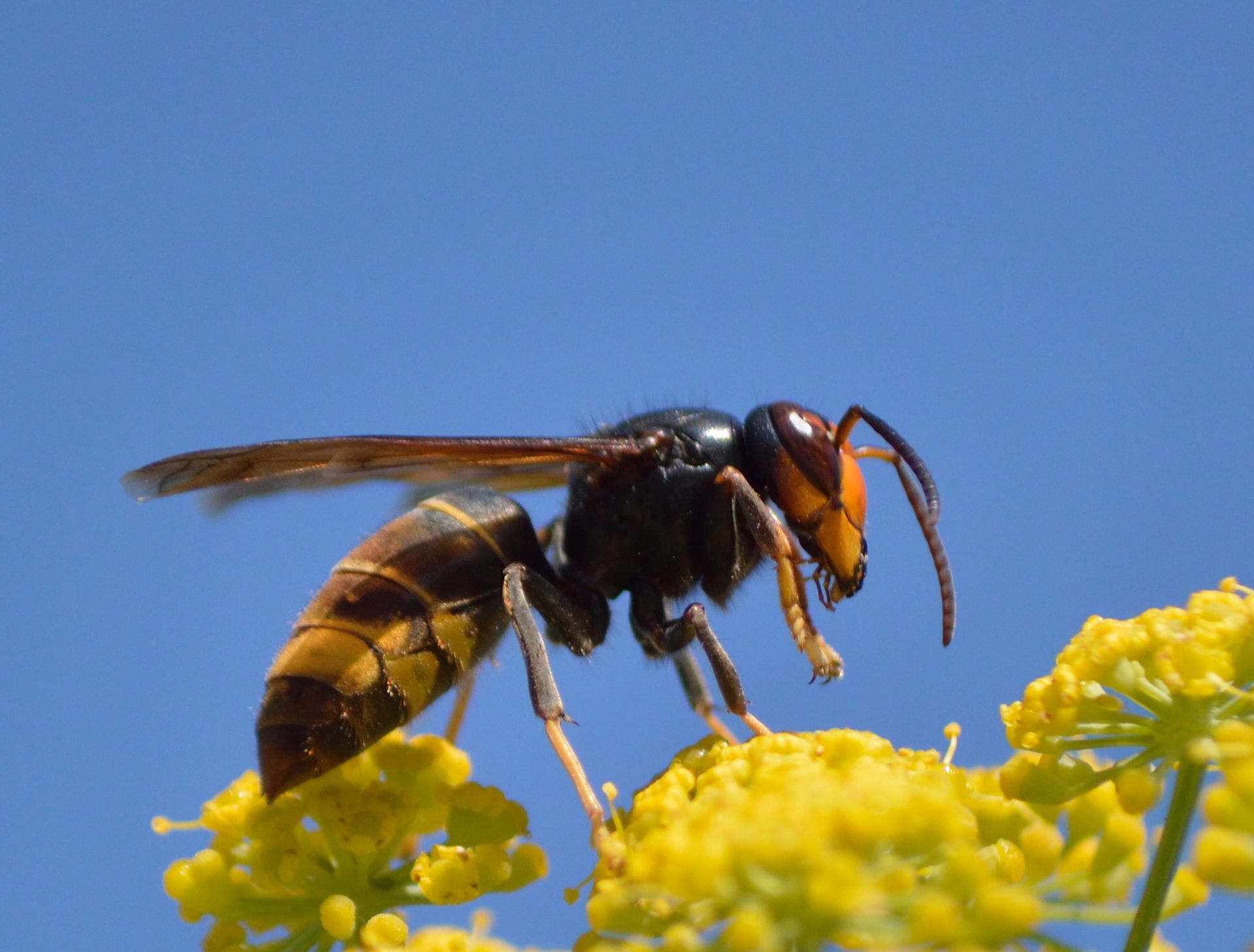 Hornet - Monroe, GA - Baccus Termite & Pest Control, Inc.