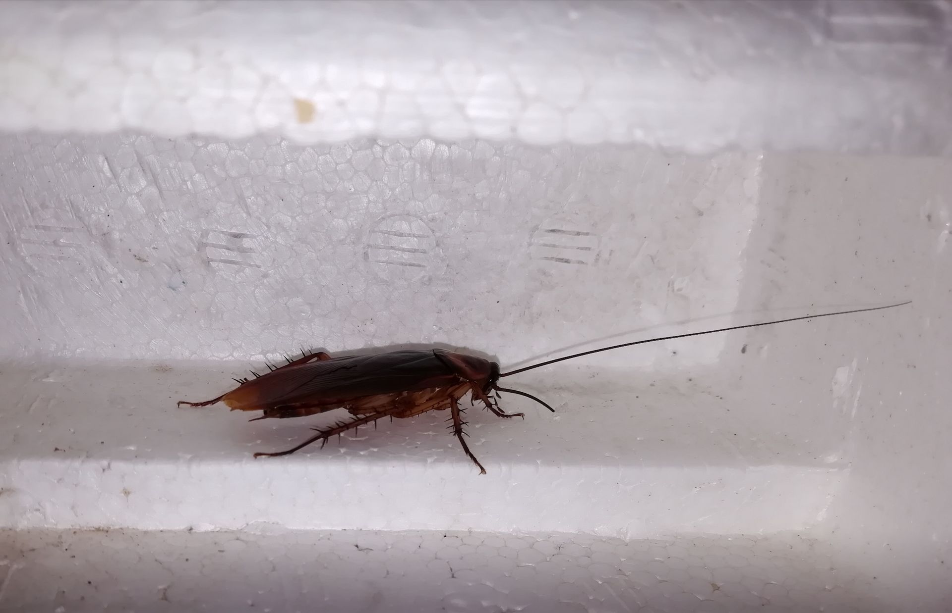 Roaches - Monroe, GA - Baccus Termite & Pest Control, Inc.