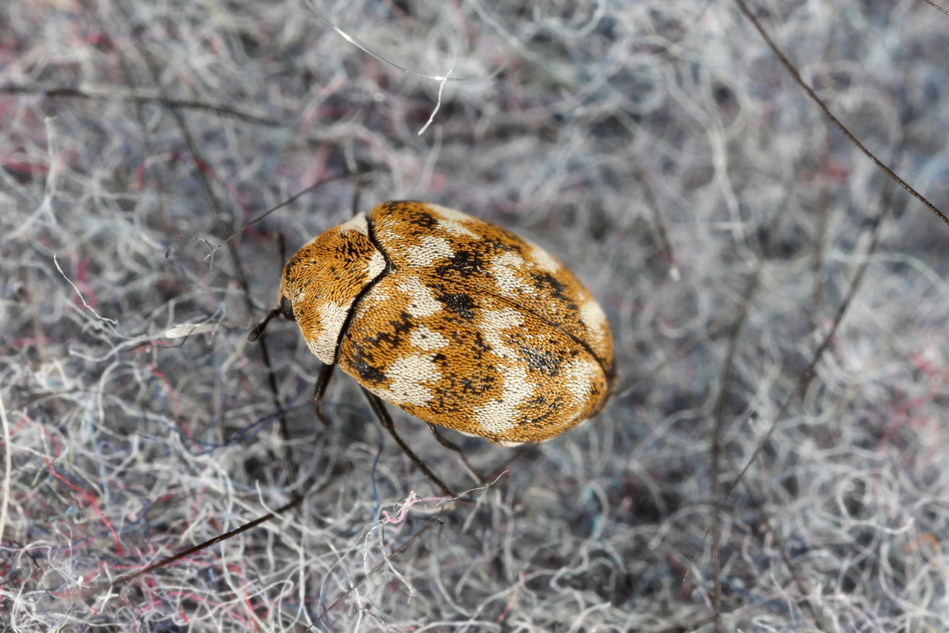 Beetle - Monroe, GA - Baccus Termite & Pest Control, Inc.