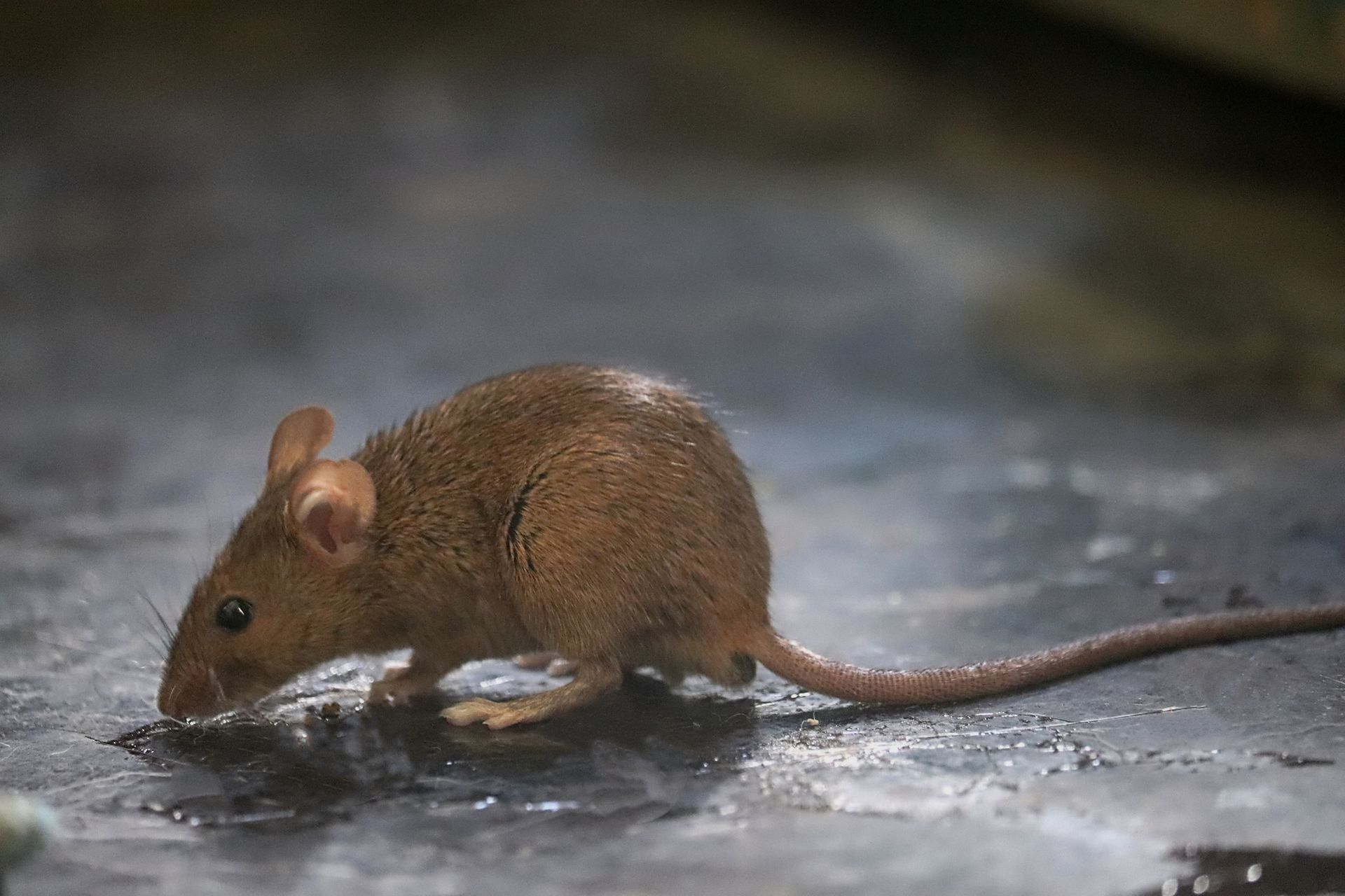 Mice - Monroe, GA - Baccus Termite & Pest Control, Inc.