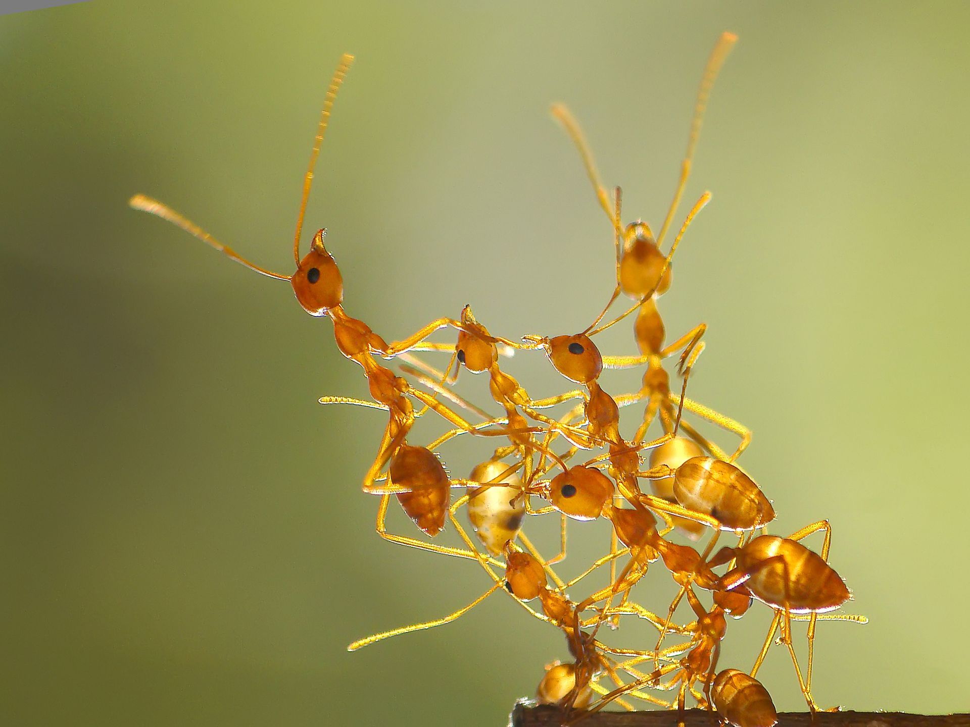 Ants - Monroe, GA - Baccus Termite & Pest Control, Inc.