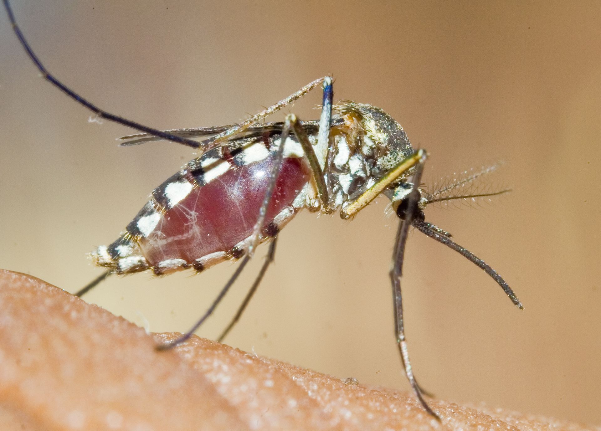 Mosquito Side View - Monroe, GA - Baccus Termite & Pest Control, Inc.