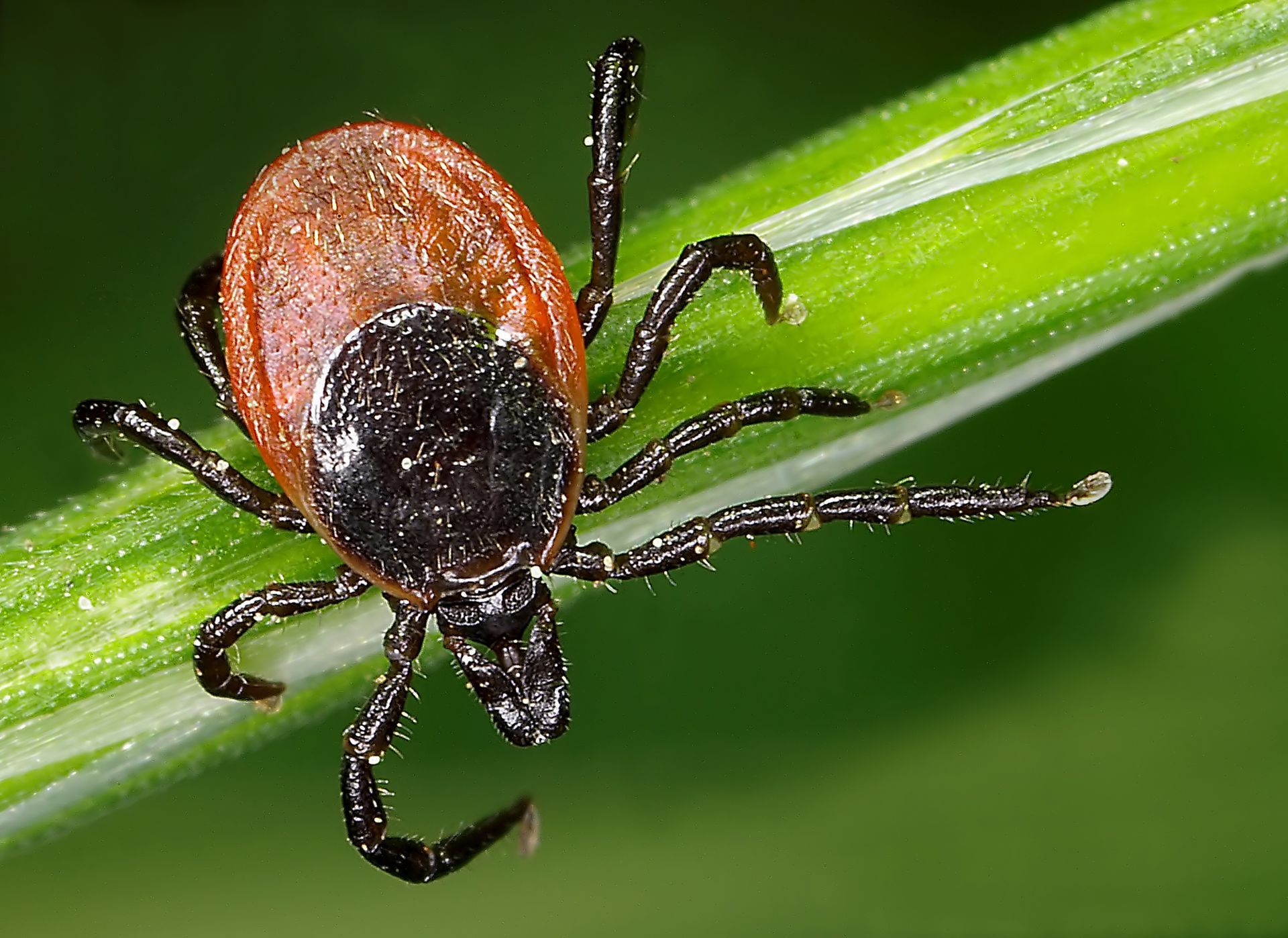 Ticks - Monroe, GA - Baccus Termite & Pest Control, Inc.