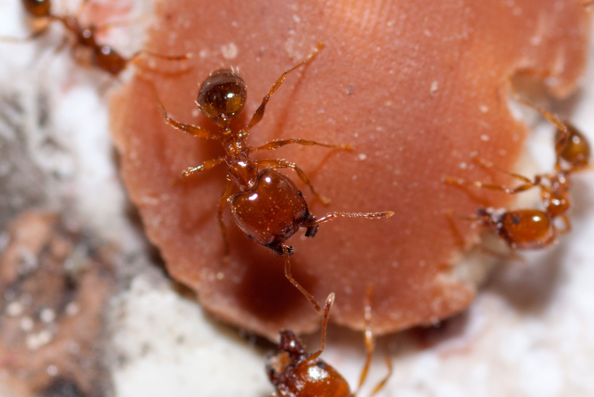 Fire Ants - Monroe, GA - Baccus Termite & Pest Control, Inc.
