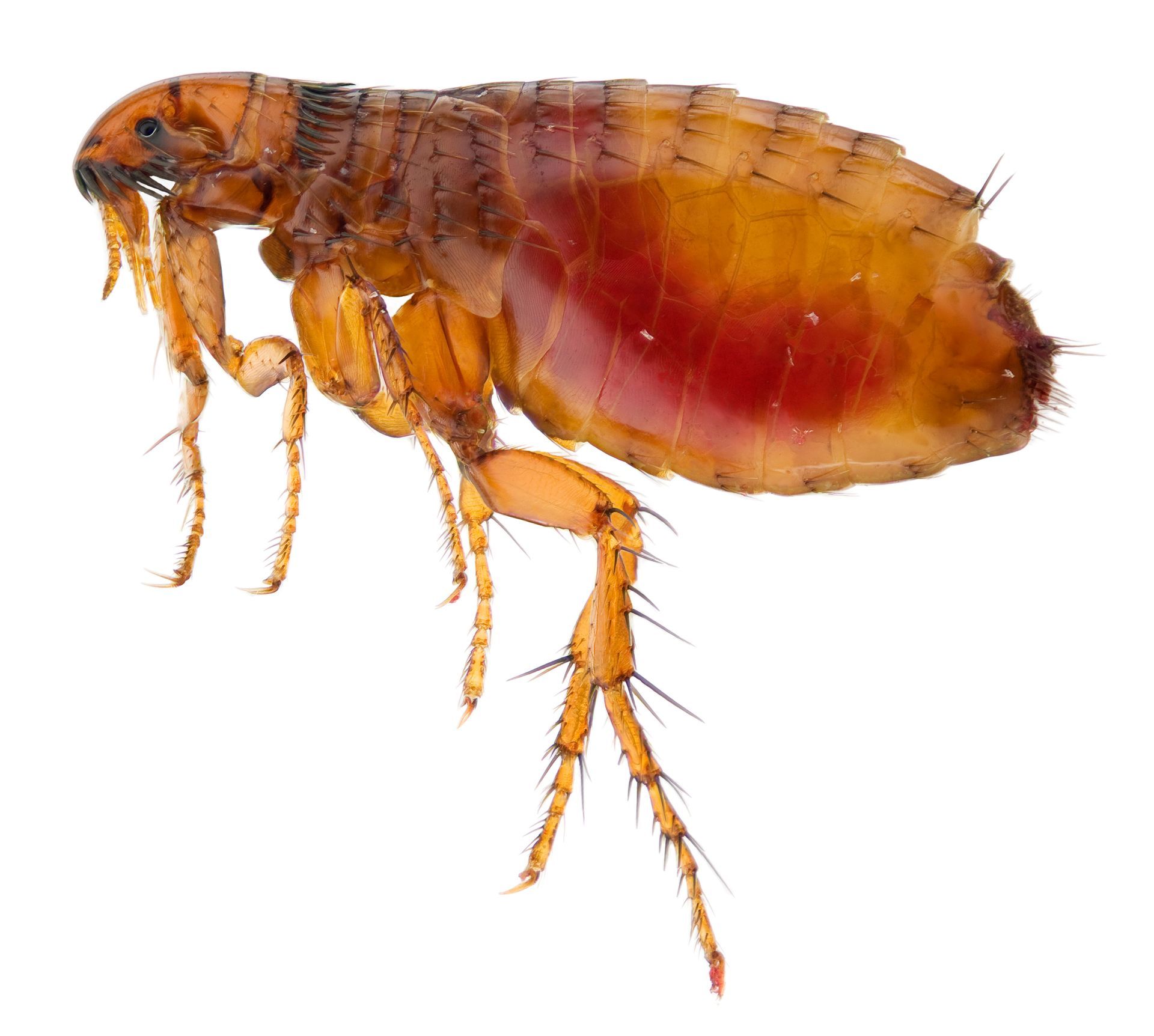 Fleas - Monroe, GA - Baccus Termite & Pest Control, Inc.