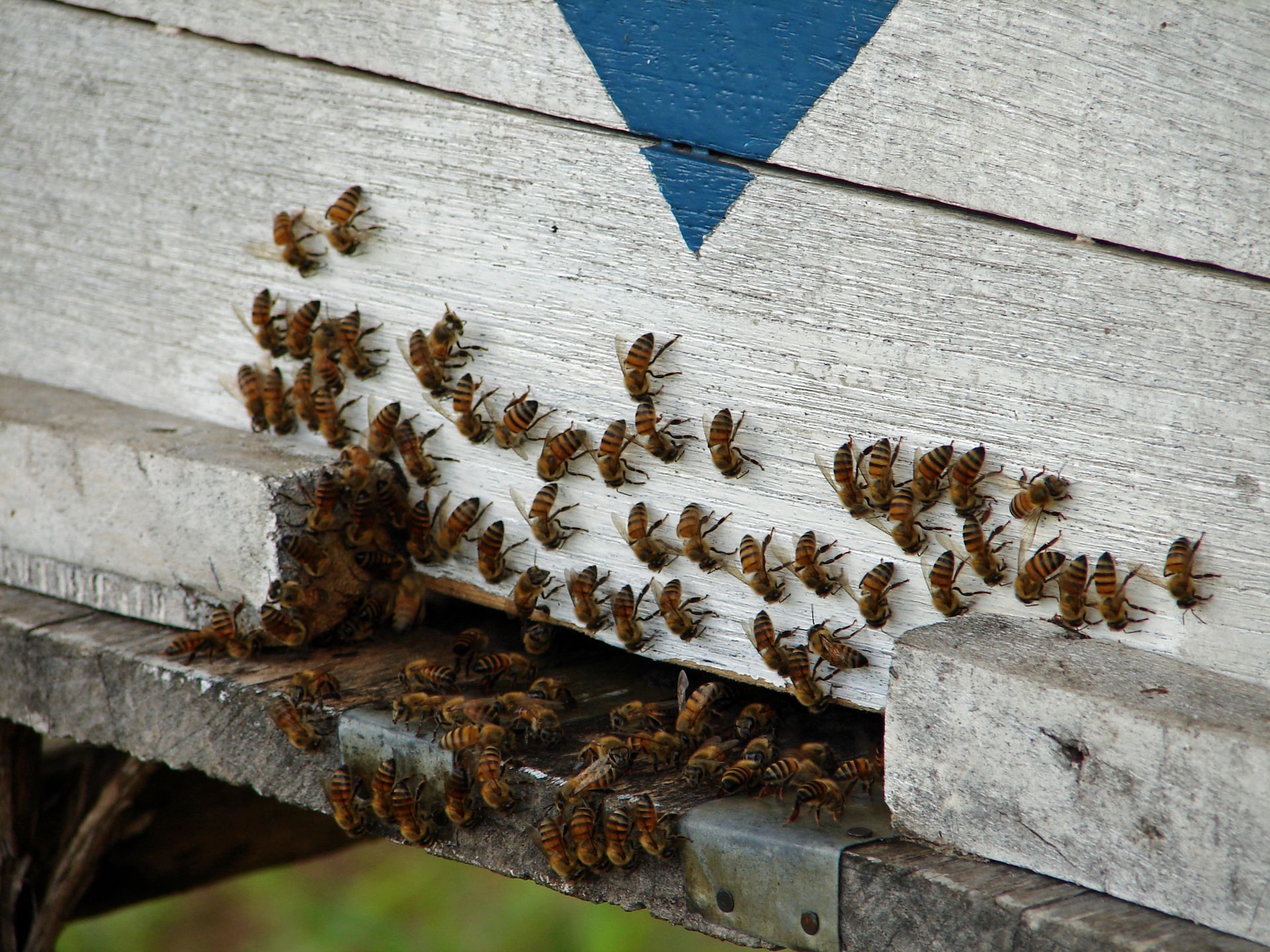 Bees - Monroe, GA - Baccus Termite & Pest Control, Inc.