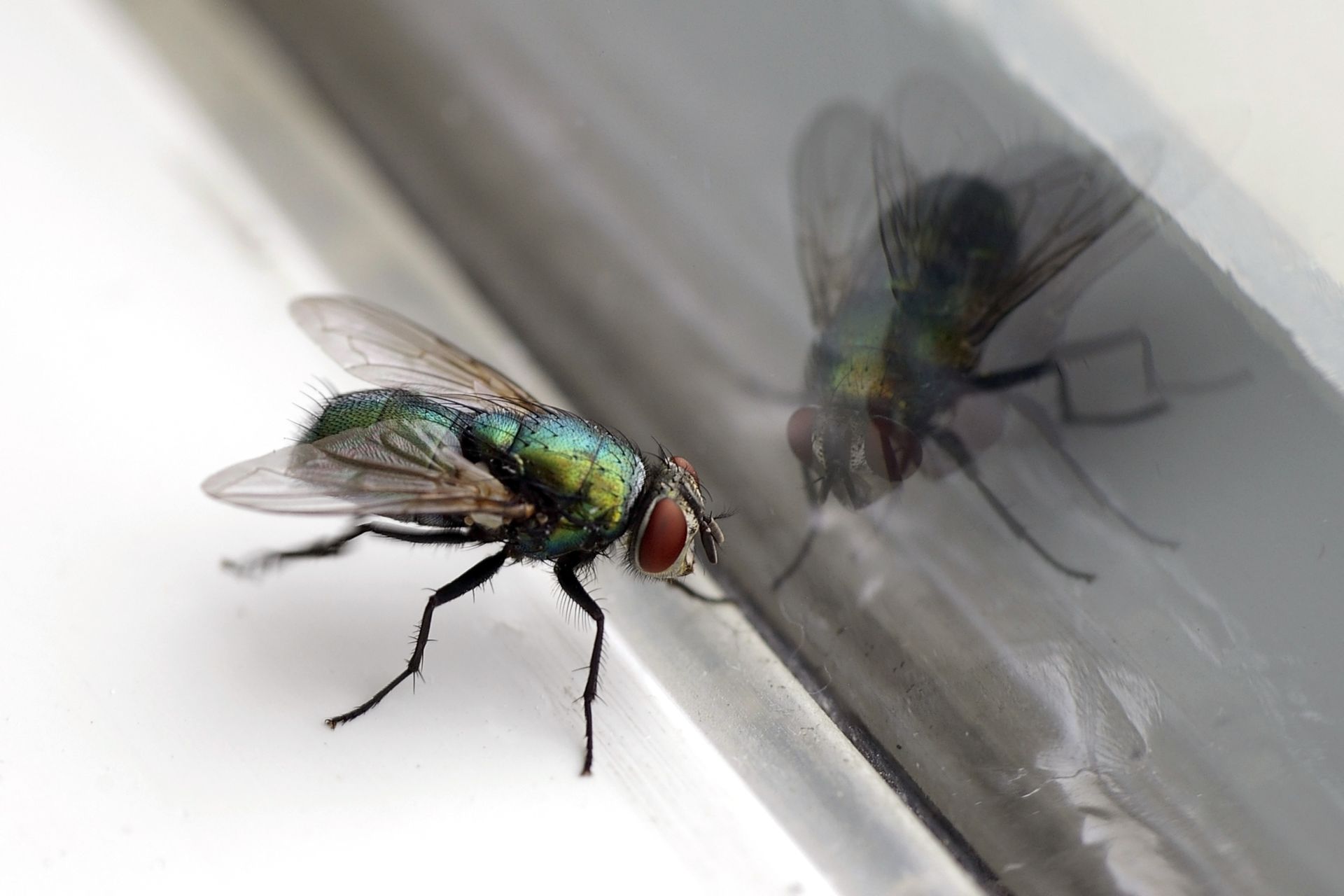 Fly - Monroe, GA - Baccus Termite & Pest Control, Inc.