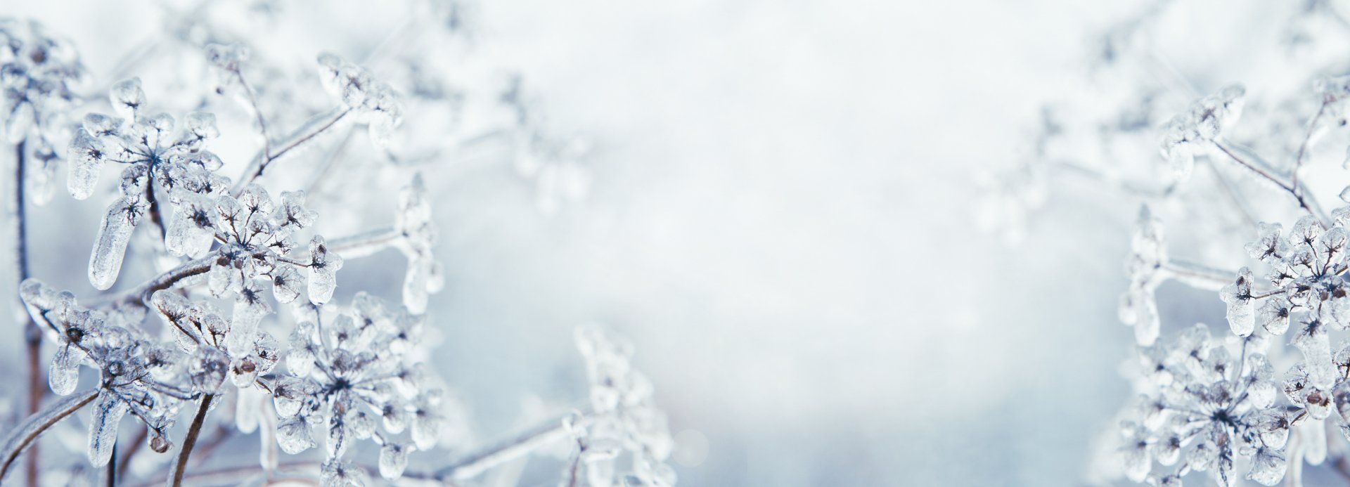 trees with icicles forming on the branches