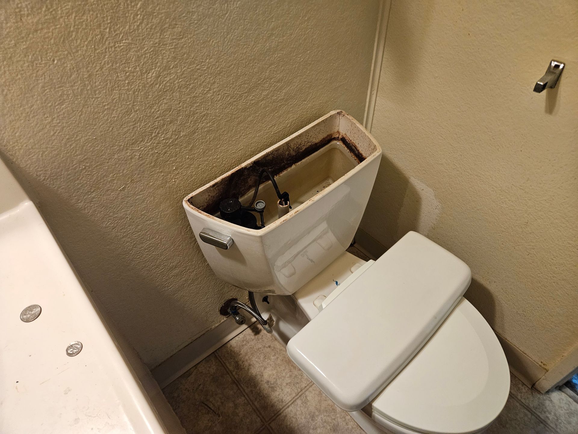 mold found in the top of a toilet