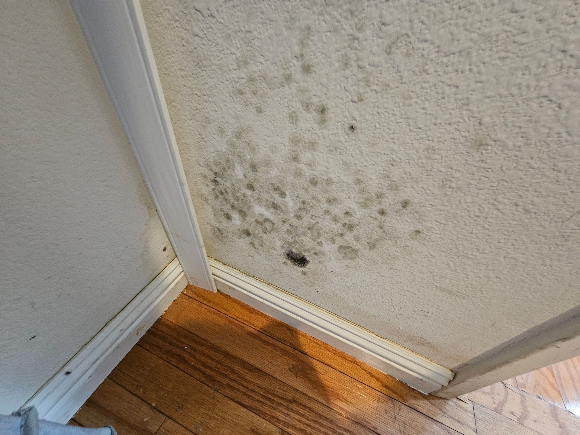 mold present on a wall