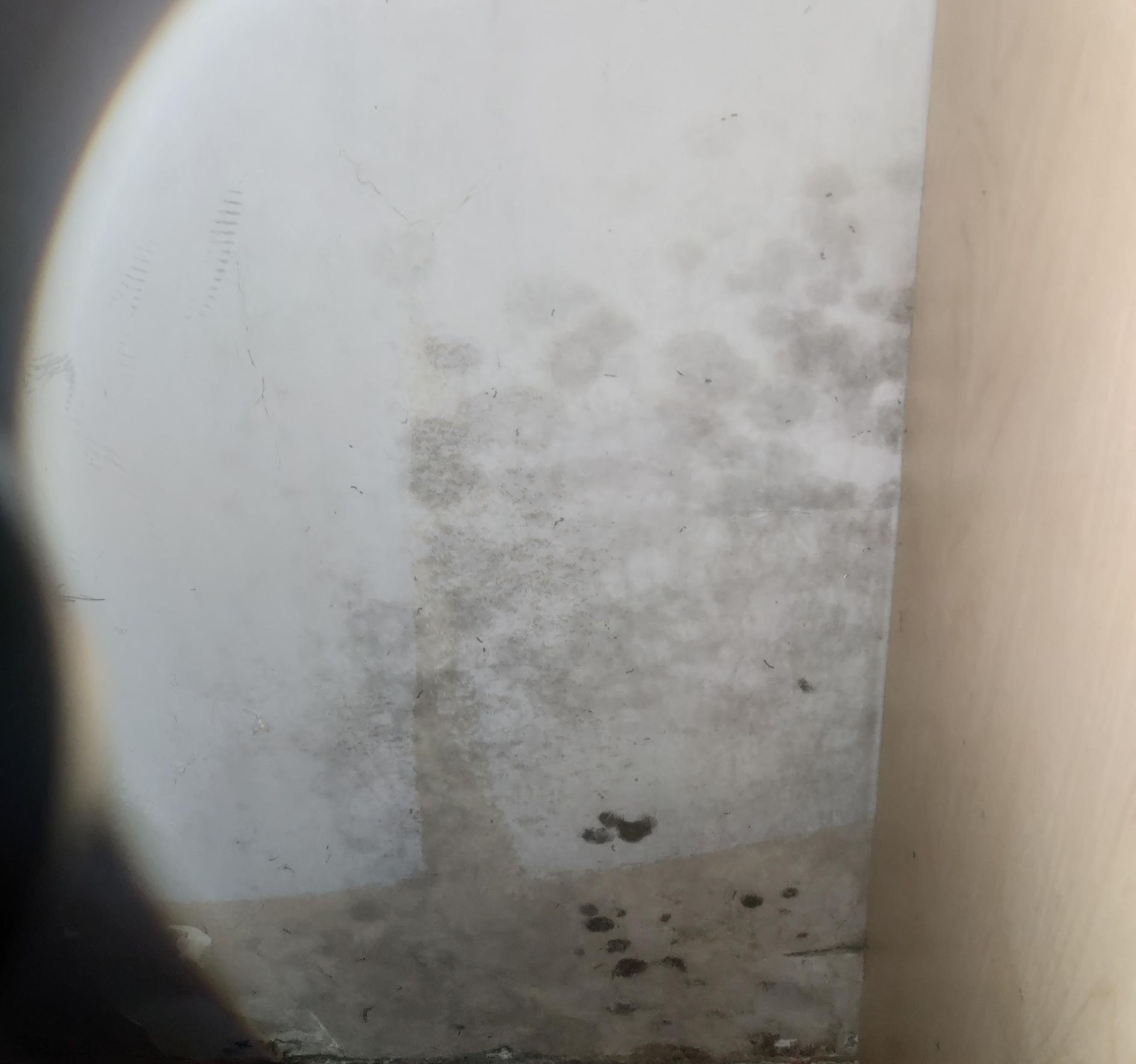 suspicious bio growth on white drywall 