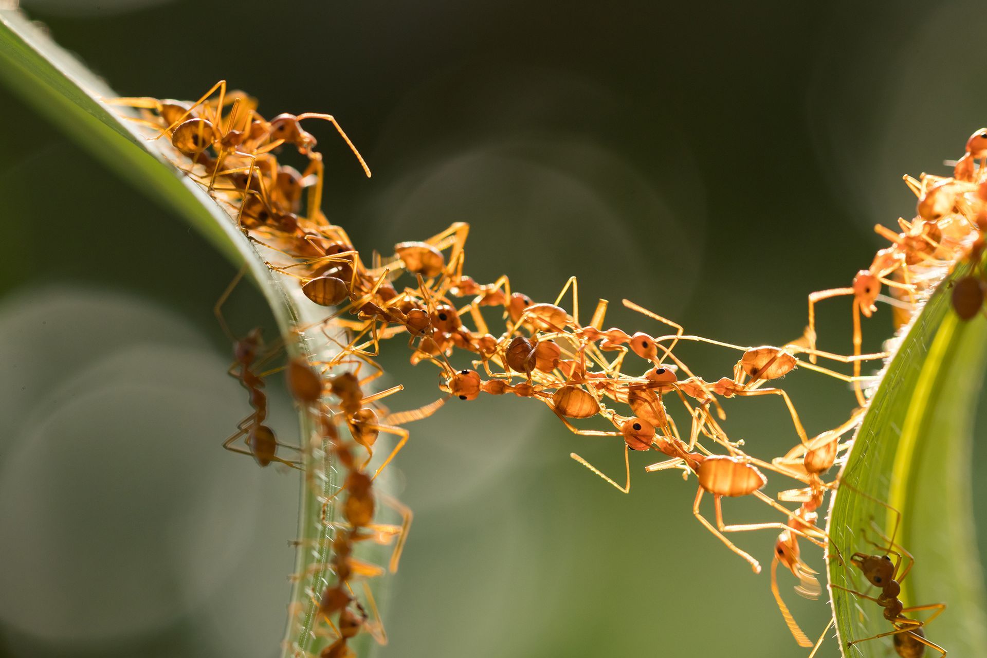 ant action standing bridge unity teamconcept
