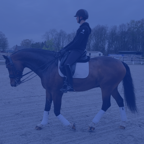 Phobiom roodlicht therepie producten voor jouw paard of pony