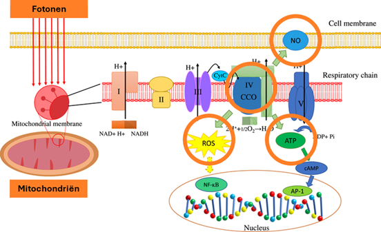 Schematische biochemische werking van fotobiomodulatie op cel niveau.