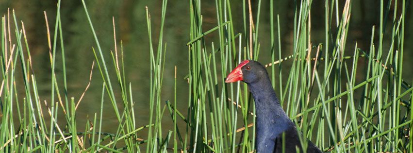 Featuring the Purple Swamphen you will see by the dam. 