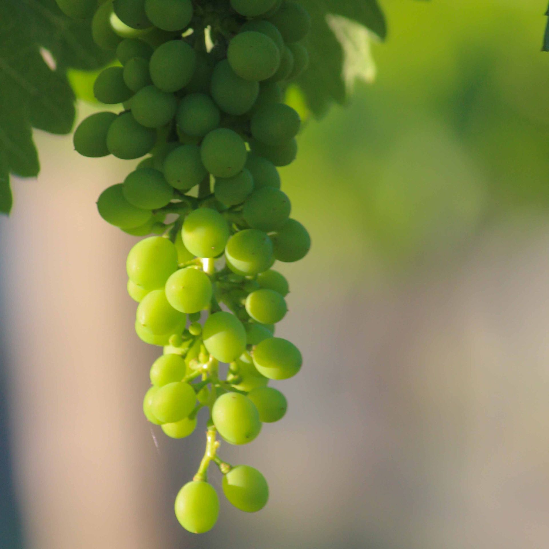 The start of a great wine. 
