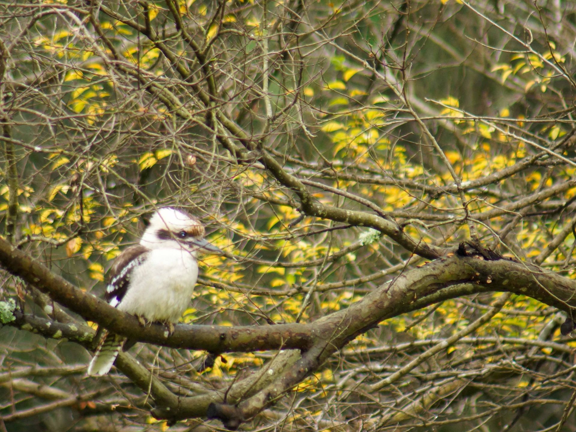 Listen out for the Kookaburra calling.