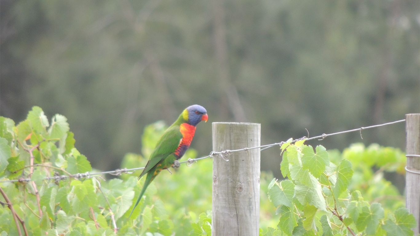 Watch for the birds as you walk by the vines. 