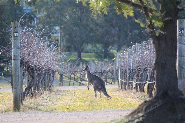 Many kangaroos enjoy the vineyard grass. 