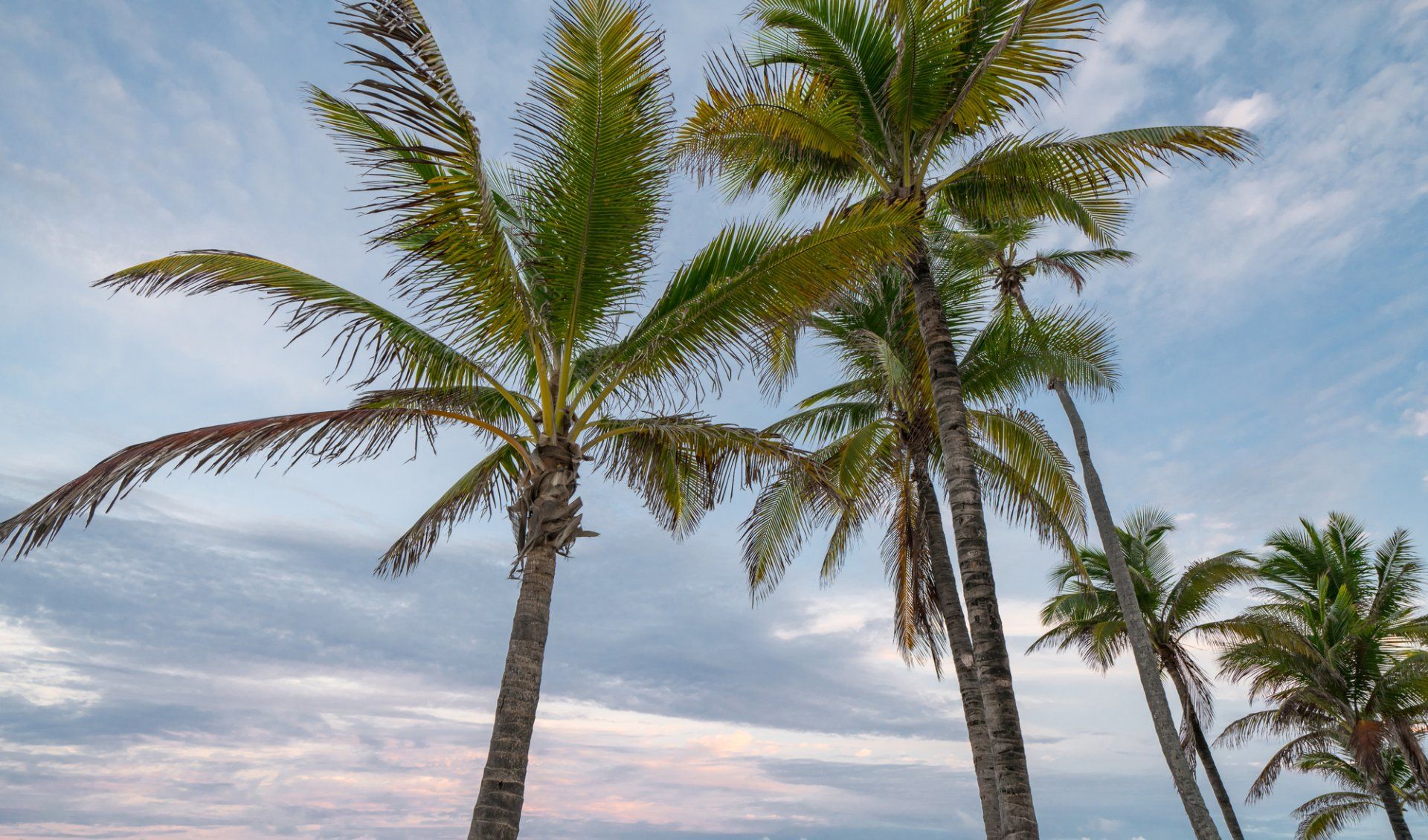 Palm Tree Trimming in Panama City Beach, FL | Pearce Tree &  Stump Service