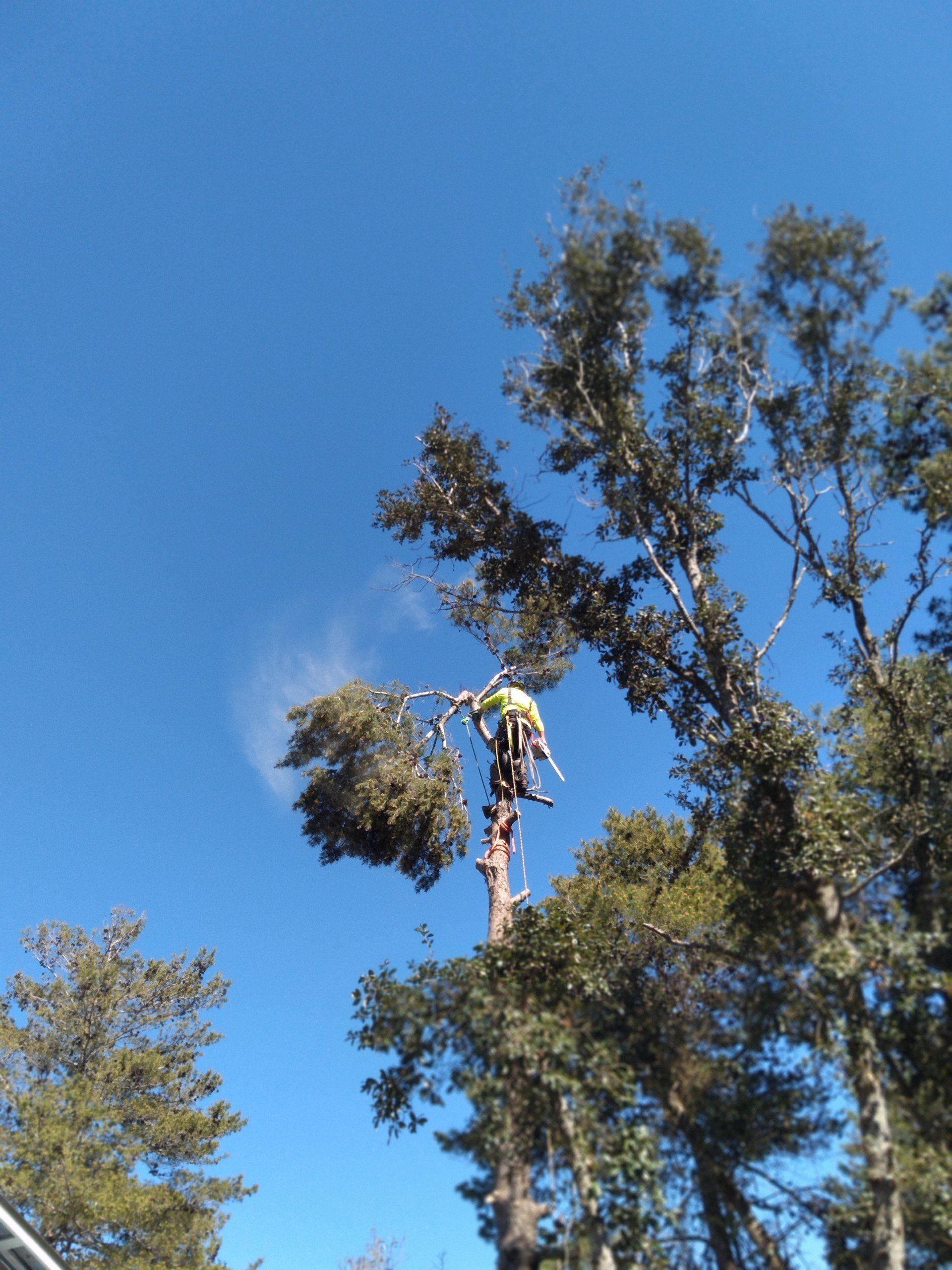 Tree Removal in Panama City Beach, FL | Pearce Tree & Stump Service Tree Removal in Panama City Beach, FL | Pearce Tree & Stump Service