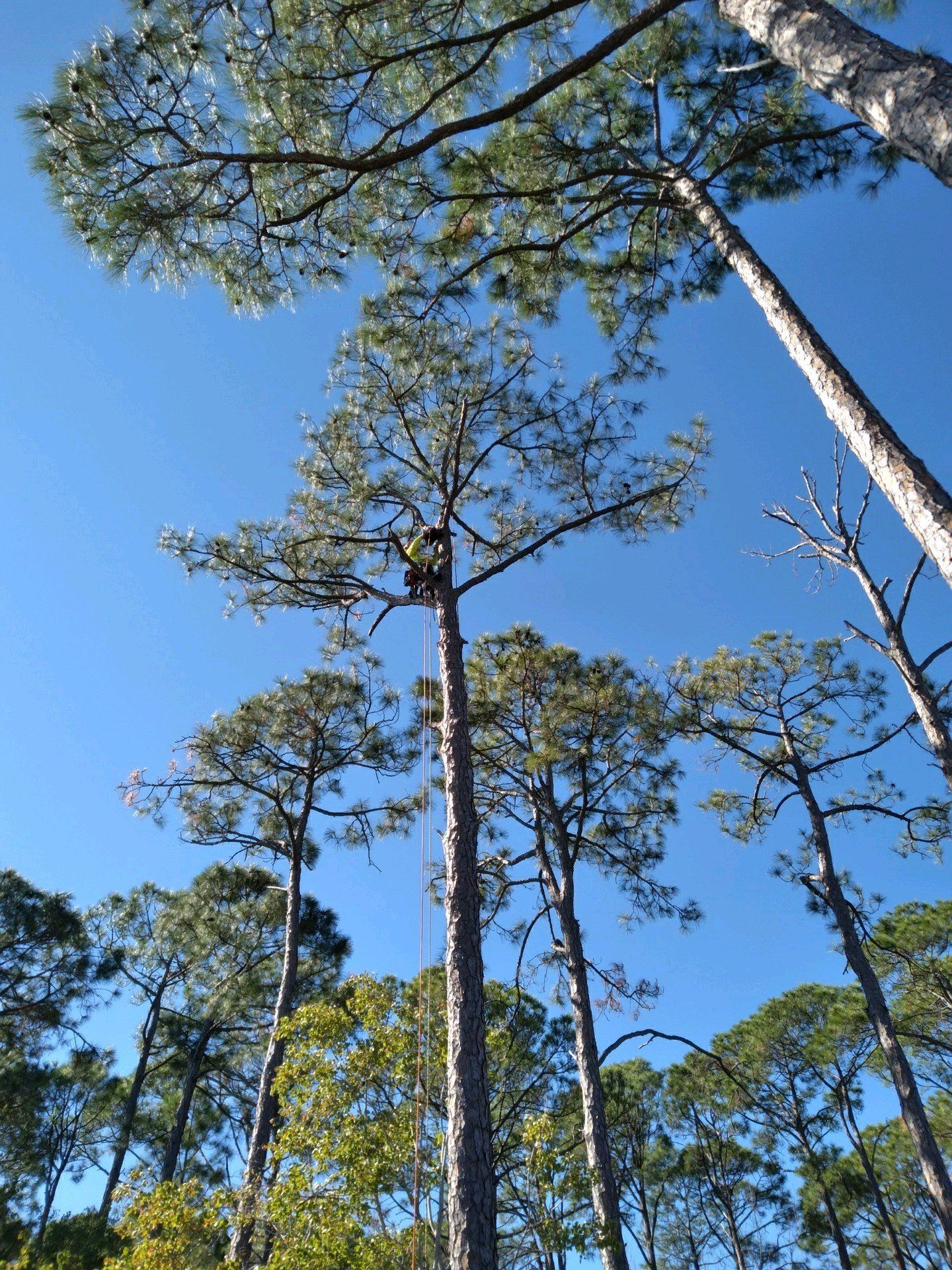 Tree Removal in Panama City Beach, FL | Pearce Tree &  Stump Service