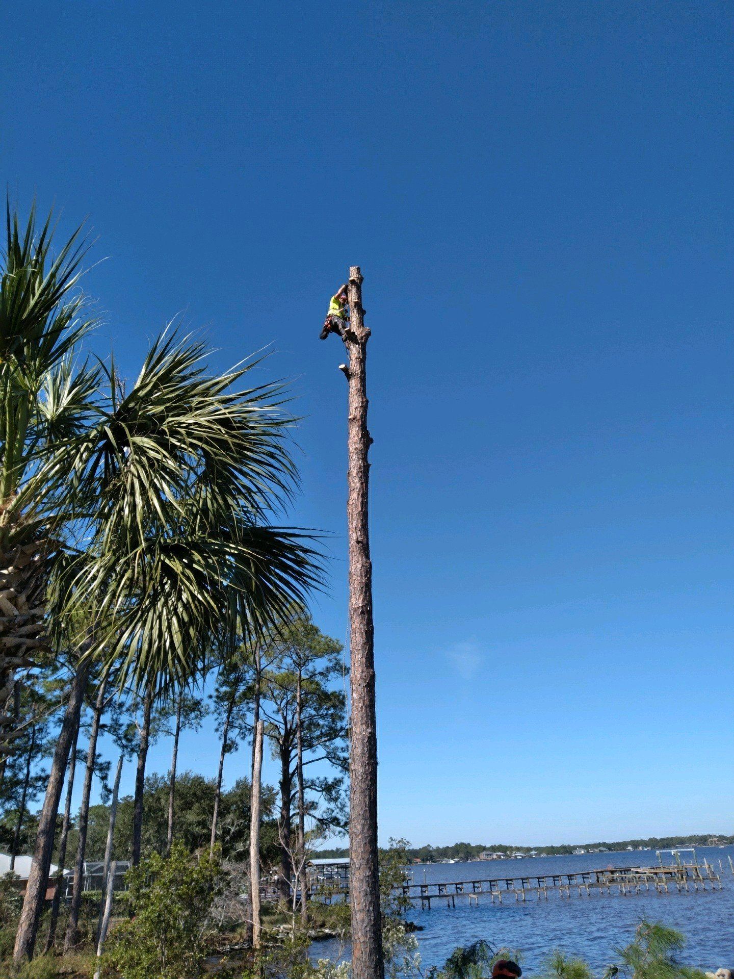Stump Grinding in Panama City Beach, FL | Pearce Tree &  Stump Service