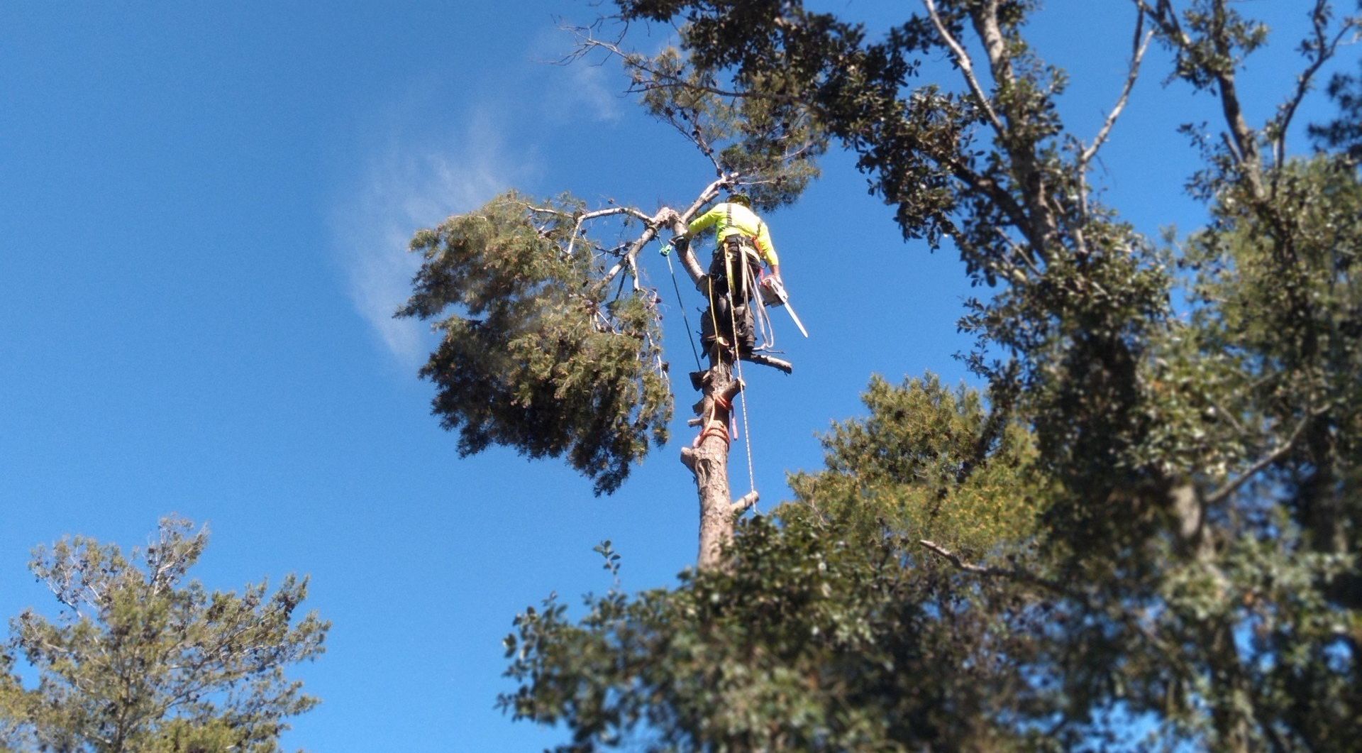 Tree Trimming in Miramar, FL | Pearce Tree &  Stump Service