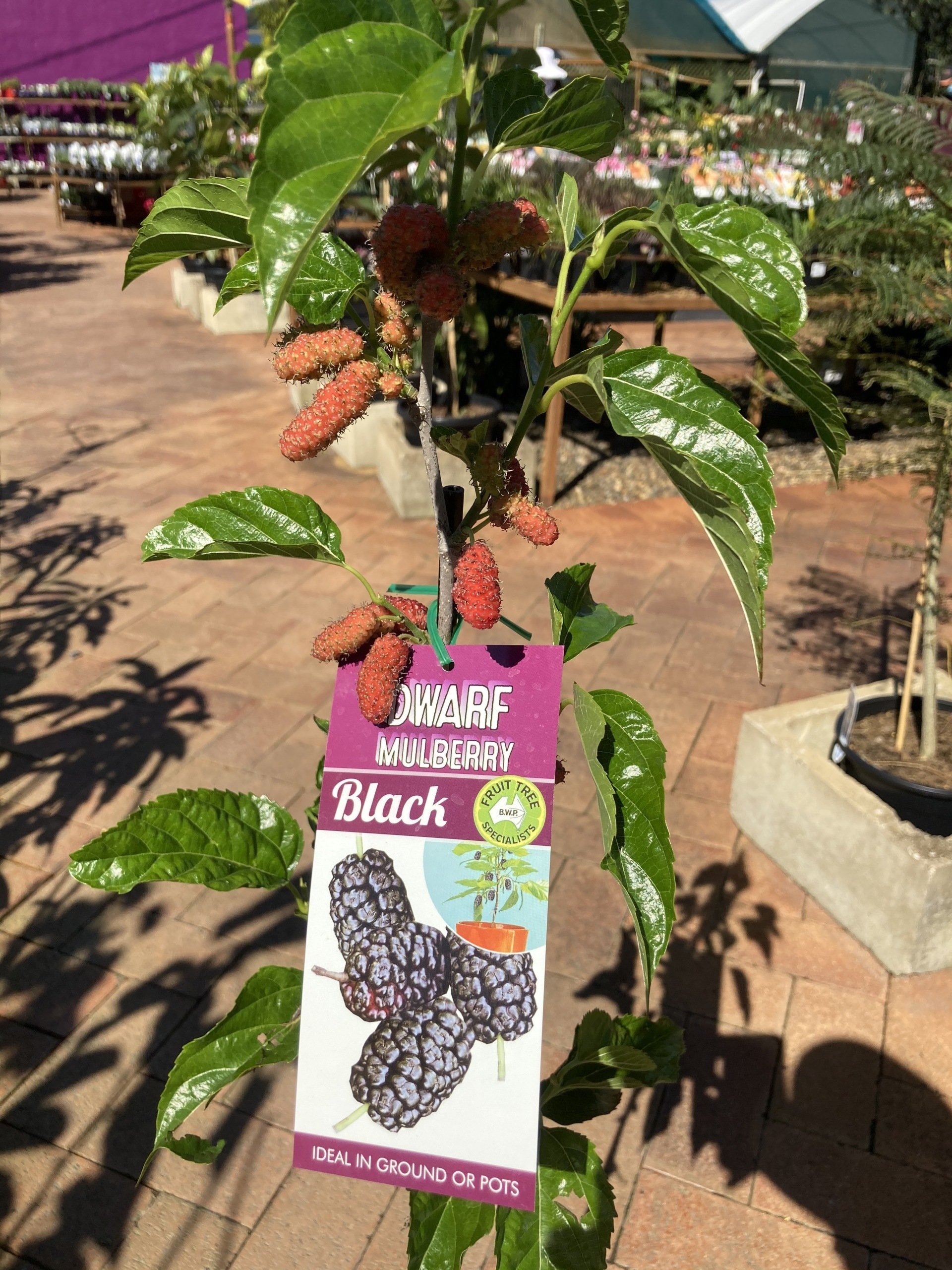 Garden Nursery & Shop in Redlands, QLD Timbara Garden Centre