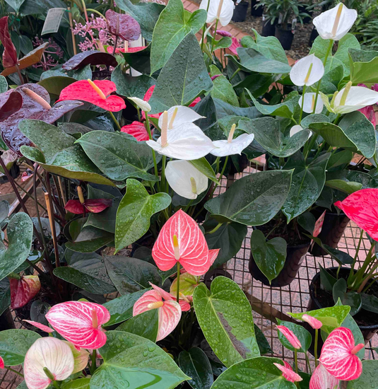 Plant Nursery, Redlands, QLD Plant Nursery, Redlands, QLD