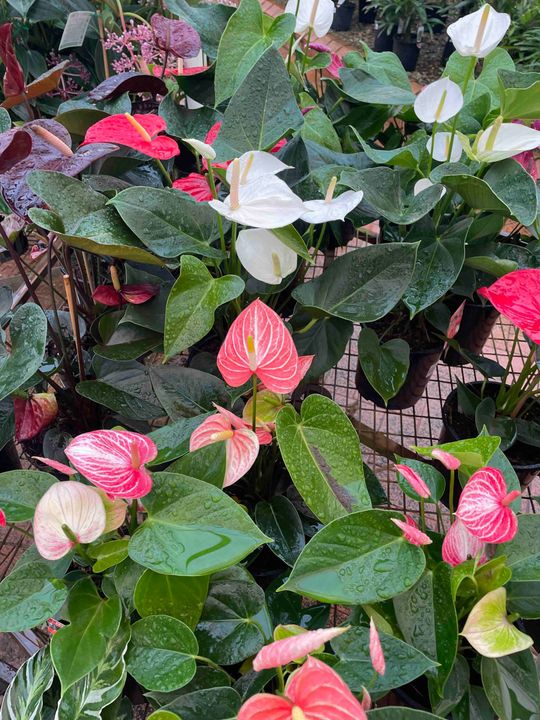 Plant Nursery, Redlands, QLD