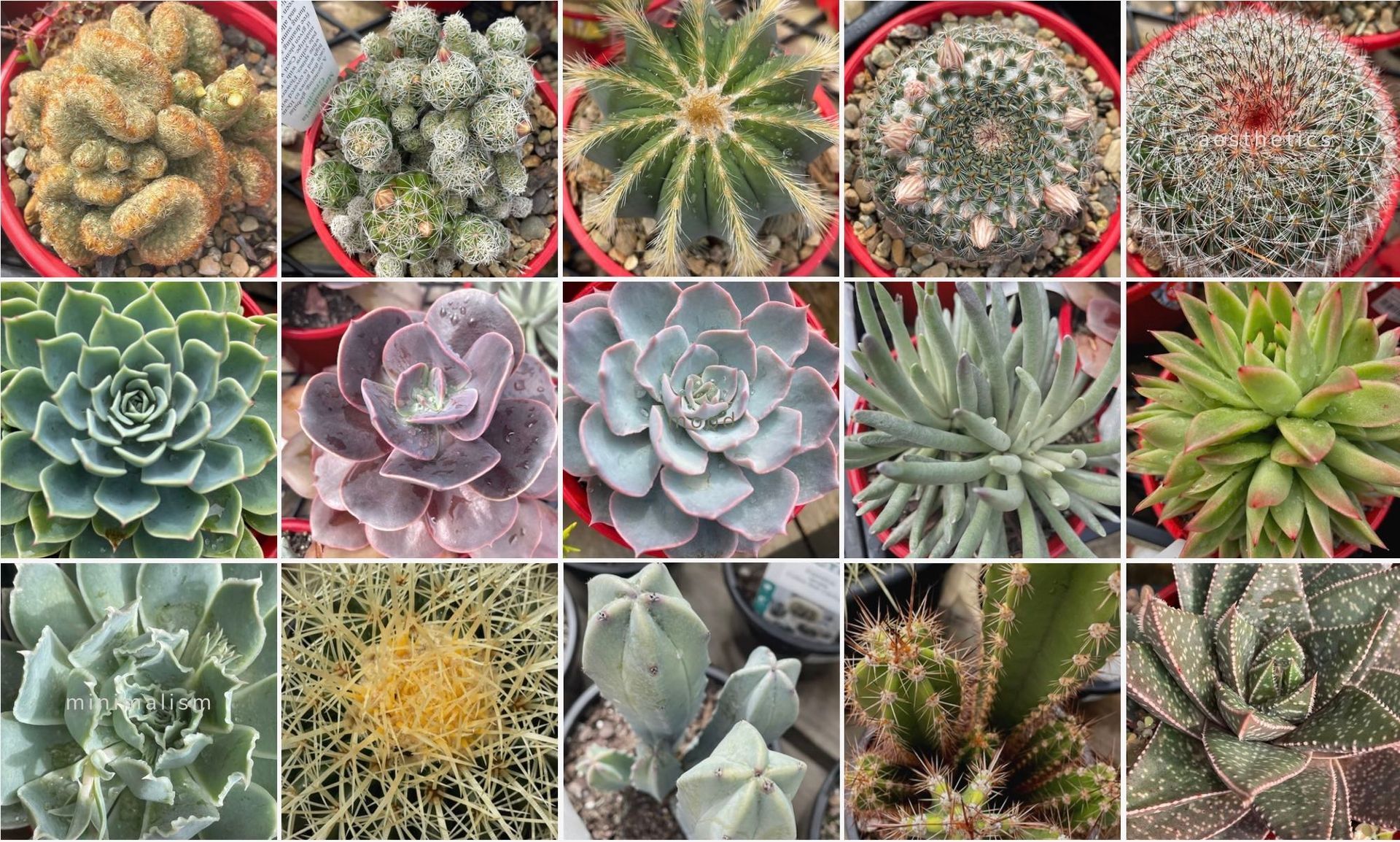 Nursery Plants - Timbara Nursery