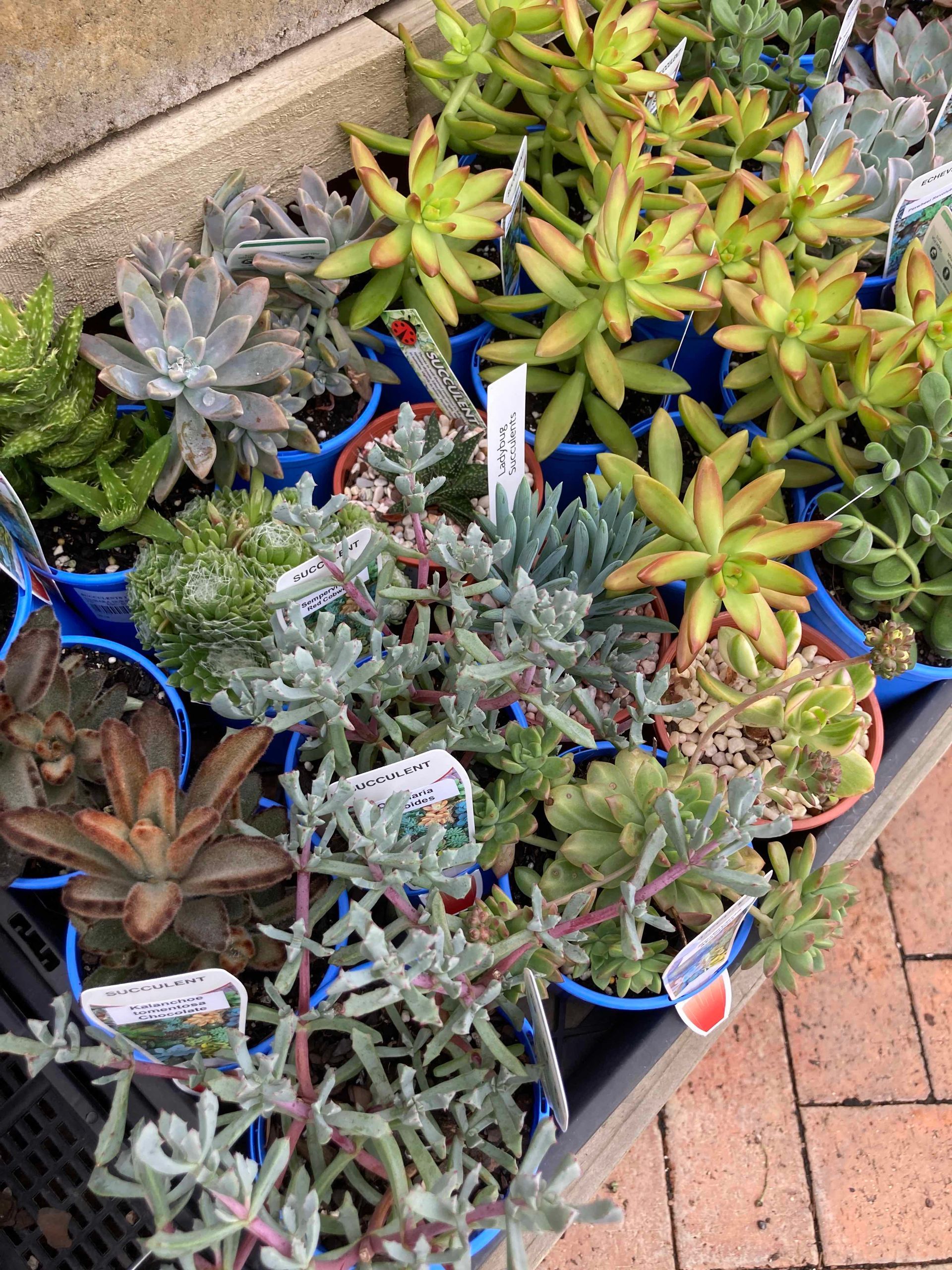 Nursery Plants - Timbara Nursery