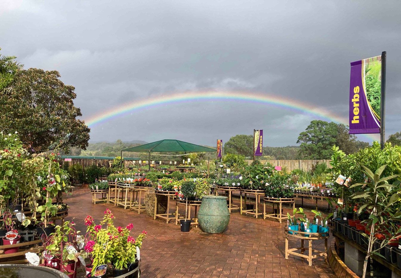 nursery plants for sale in QLD