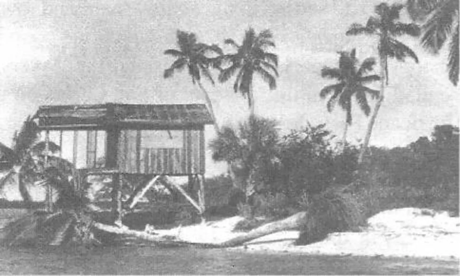 A black and white photo of a small house surrounded by palm trees.