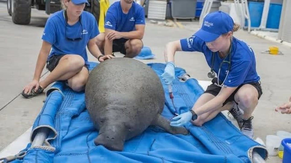 A group of people are examining a manatee on a blue tarp.